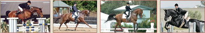 Horses Unlimited