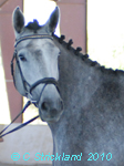 Horses Unlimited